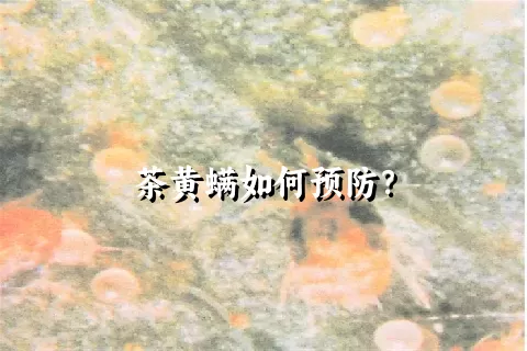 茶黄螨如何预防？