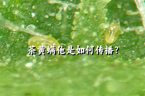 茶黄螨他是如何传播？