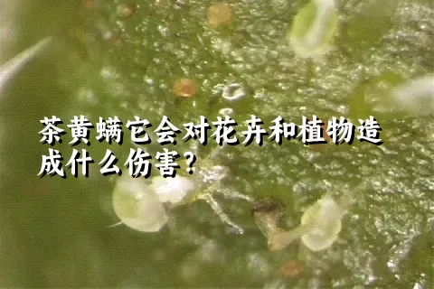 茶黄螨它会对花卉和植物造成什么伤害？