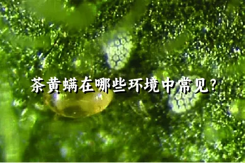 茶黄螨在哪些环境中常见？