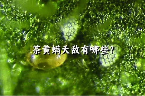 茶黄螨天敌有哪些？