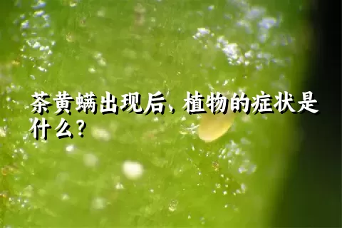 茶黄螨出现后，植物的症状是什么？