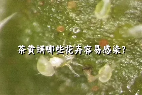 茶黄螨哪些花卉容易感染？