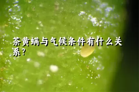 茶黄螨与气候条件有什么关系？