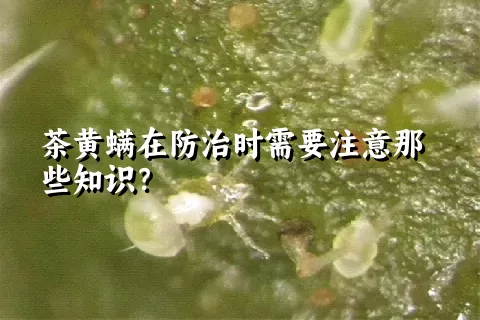 茶黄螨在防治时需要注意那些知识？