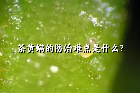 茶黄螨的防治难点是什么？