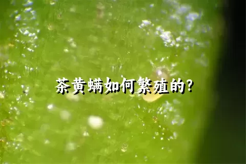 茶黄螨如何繁殖的？