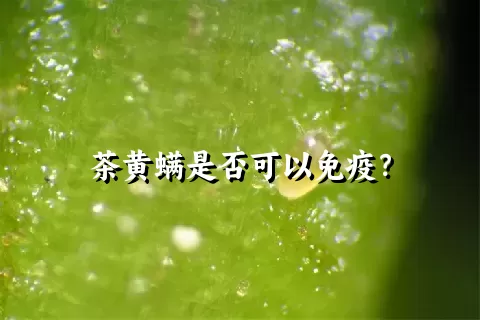 茶黄螨是否可以免疫？