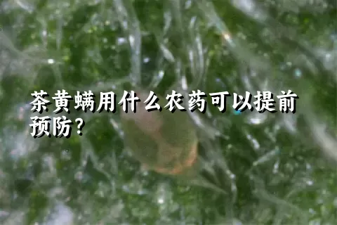 茶黄螨用什么农药可以提前预防？