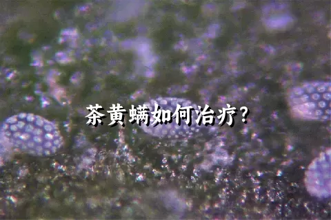 茶黄螨如何治疗？