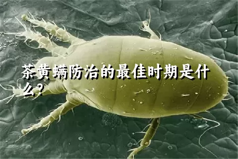 茶黄螨防治的最佳时期是什么？