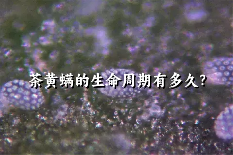 茶黄螨的生命周期有多久？