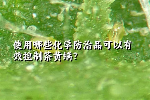 使用哪些化学防治品可以有效控制茶黄螨？