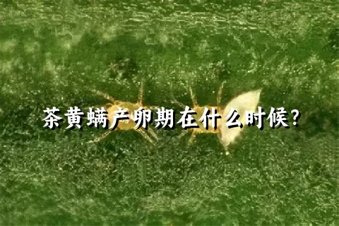 茶黄螨产卵期在什么时候？