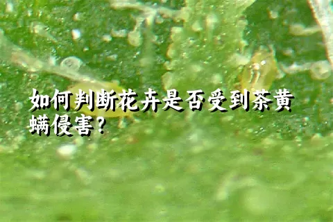 如何判断花卉是否受到茶黄螨侵害？