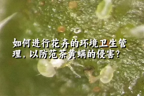 如何进行花卉的环境卫生管理，以防范茶黄螨的侵害？