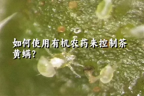 如何使用有机农药来控制茶黄螨？