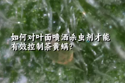 如何对叶面喷洒杀虫剂才能有效控制茶黄螨？