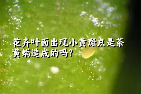 花卉叶面出现小黄斑点是茶黄螨造成的吗？