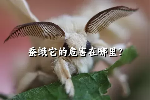 蚕蛾它的危害在哪里？