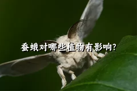 蚕蛾对哪些植物有影响？