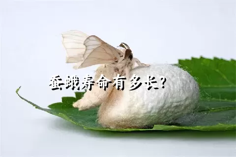 蚕蛾寿命有多长？    