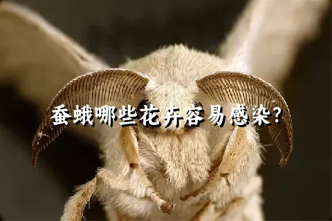 蚕蛾哪些花卉容易感染？