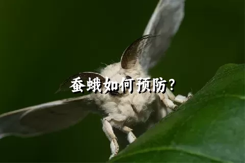 蚕蛾如何预防？