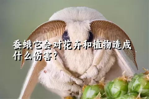 蚕蛾它会对花卉和植物造成什么伤害？