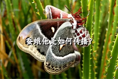 蚕蛾他是如何传播？