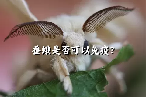 蚕蛾是否可以免疫？