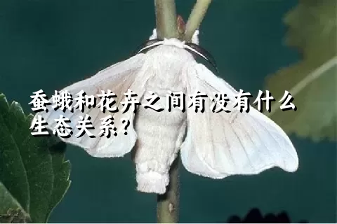 蚕蛾和花卉之间有没有什么生态关系？