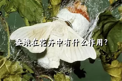 蚕蛾在花卉中有什么作用？