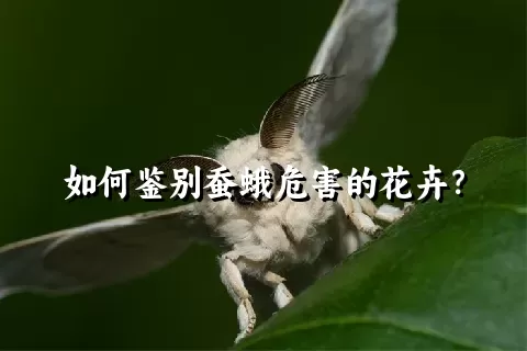 如何鉴别蚕蛾危害的花卉？