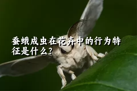 蚕蛾成虫在花卉中的行为特征是什么？