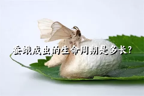 蚕蛾成虫的生命周期是多长？