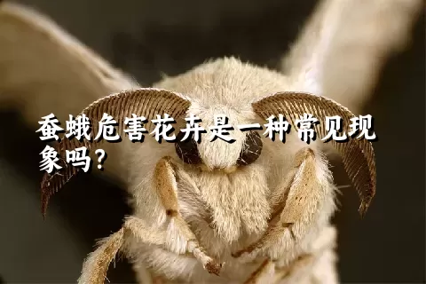 蚕蛾危害花卉是一种常见现象吗？