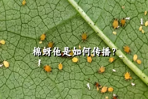 棉蚜他是如何传播？