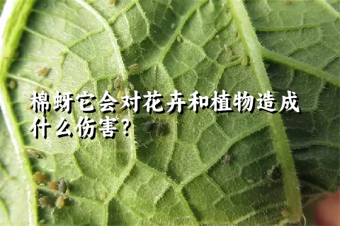 棉蚜它会对花卉和植物造成什么伤害？