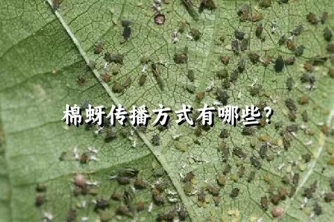 棉蚜传播方式有哪些？