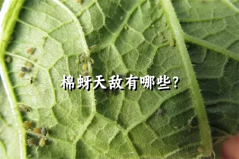 棉蚜天敌有哪些？