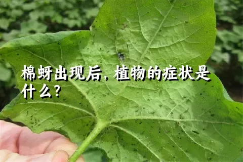 棉蚜出现后，植物的症状是什么？