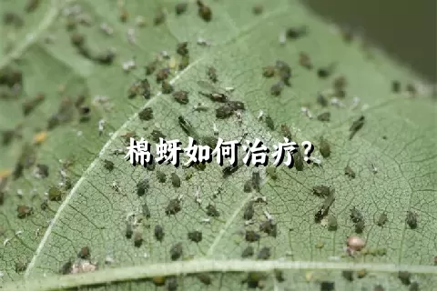 棉蚜如何治疗？