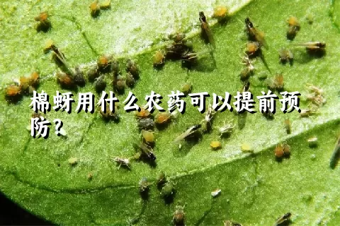 棉蚜用什么农药可以提前预防？