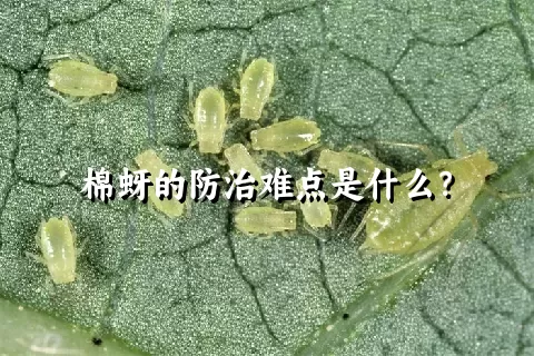 棉蚜的防治难点是什么？