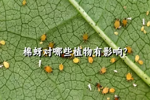 棉蚜对哪些植物有影响？