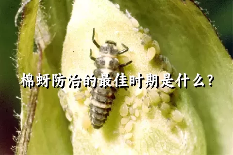 棉蚜防治的最佳时期是什么？