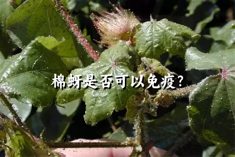 棉蚜是否可以免疫？