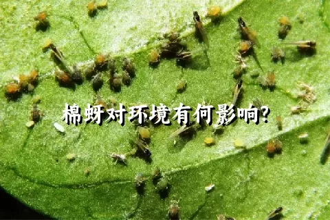 棉蚜对环境有何影响？