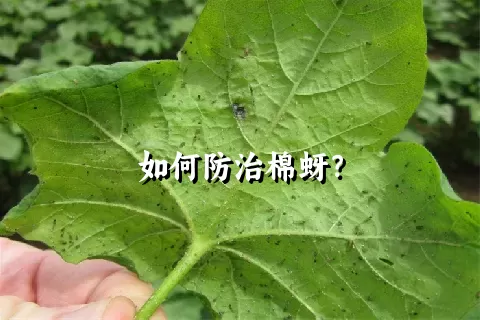 如何防治棉蚜？